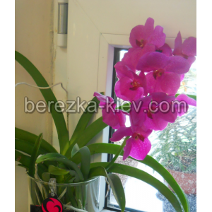 Орхидея Ванда Розовая 50см.